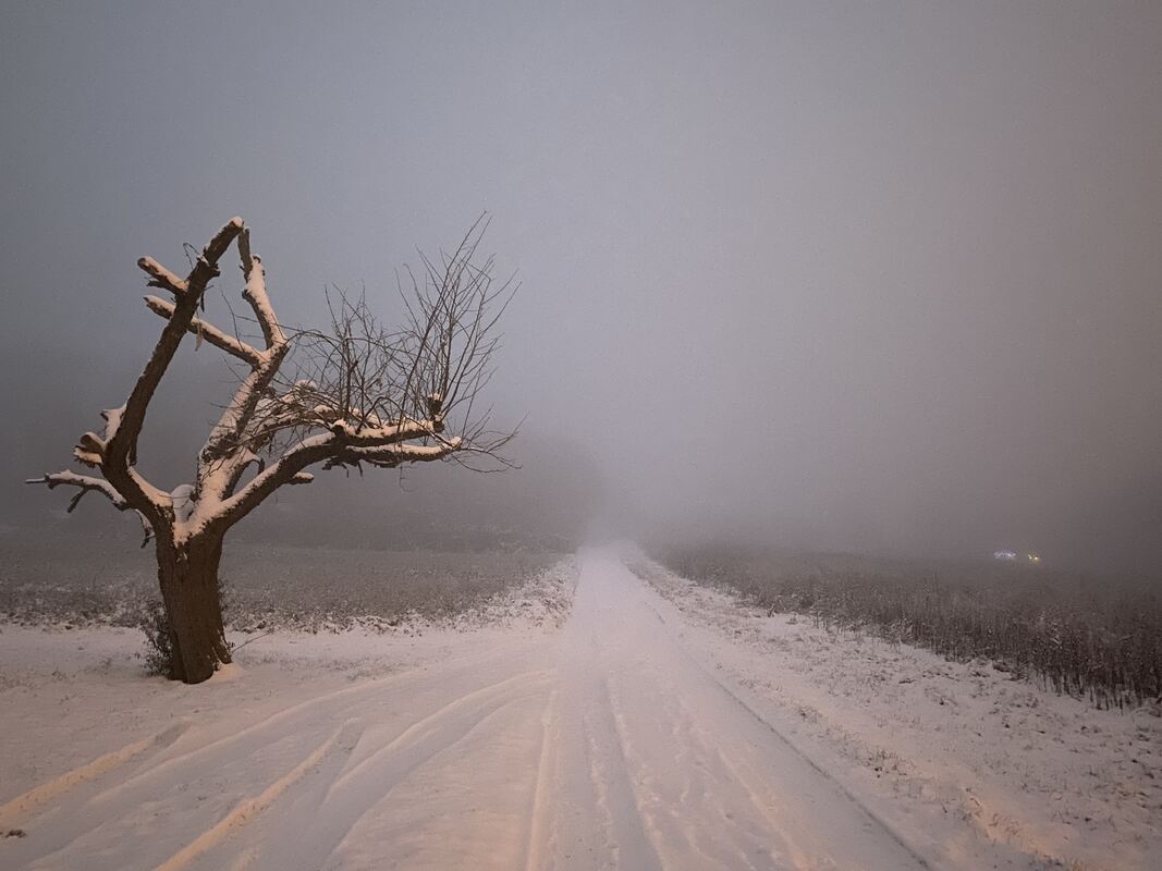 14 Baum auf dem Weg zum Gütle