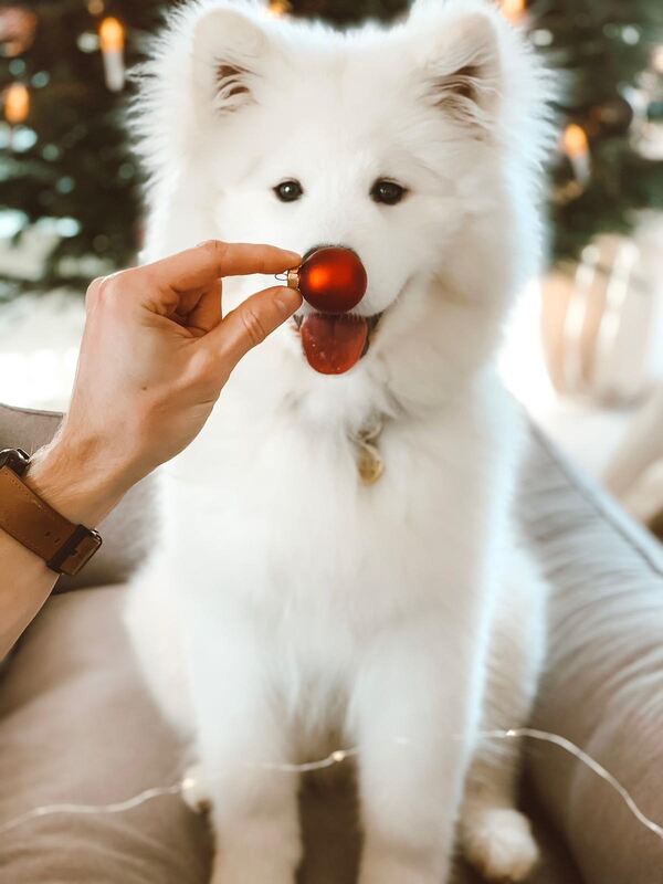 11 Buddy freut sich auf Weihnachten