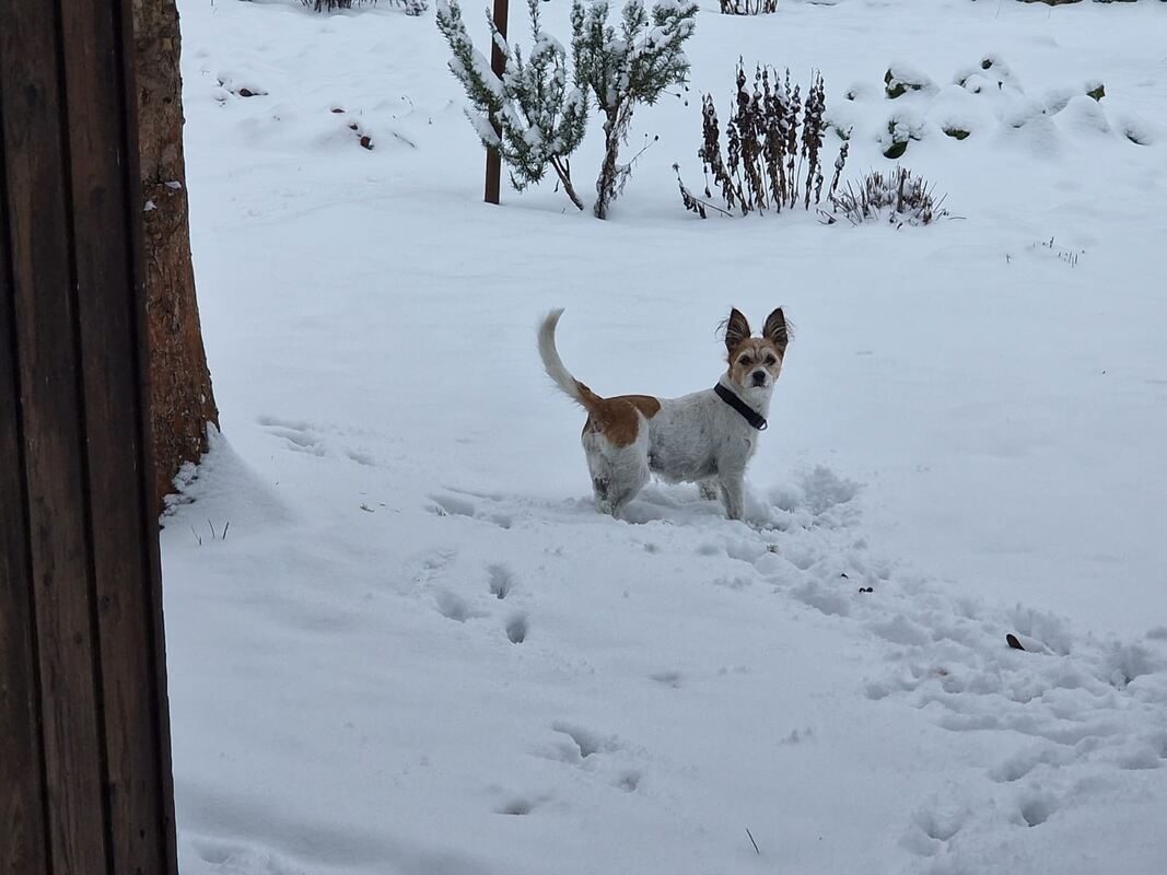 58 Snoopy im Schnee