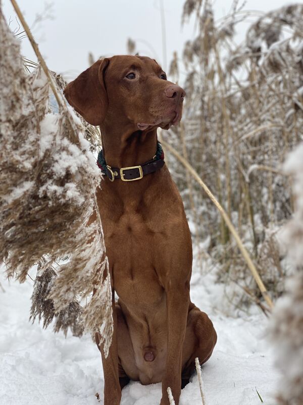 51 Hund im Schnee