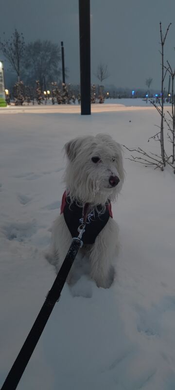 63 Luni im Schnee