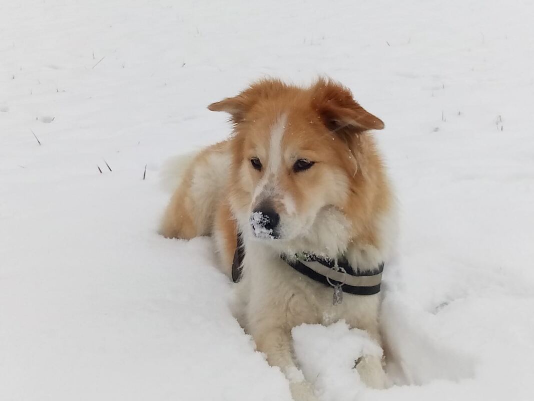 66 Sam im Schnee