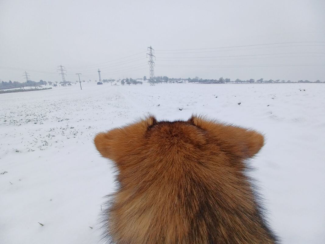73 From a dog's Perspective