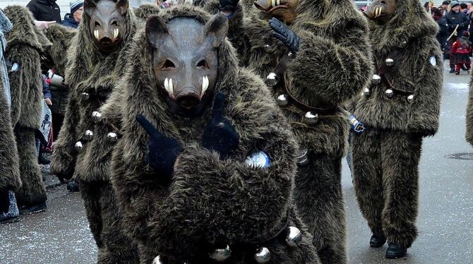Der Legende nach wurden vor 1 000 Jahren im damaligen Tegirslat Wildschweine aus ihrem Lebensraum vertrieben, um dort eine Siedl Der Legende nach wurden vor 1 000 Jahren im damaligen Tegirslat Wildschweine aus ihrem Lebensraum vertrieben, um dort eine Siedl