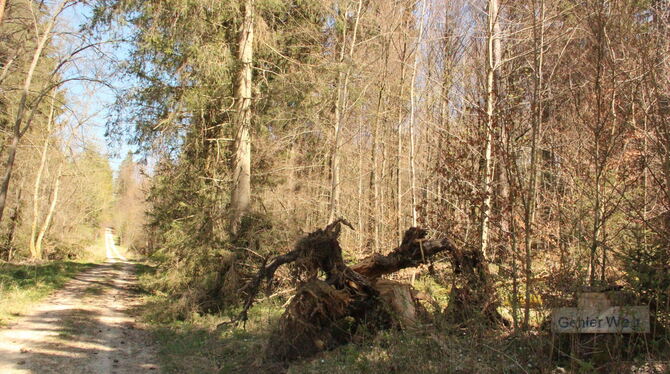 Die zunehmende Trockenheit macht auch dem Wald in St. Johann zu schaffen. Sie ist mit ein Grund dafür, dass der Borkenkäfer auf Die zunehmende Trockenheit macht auch dem Wald in St. Johann zu schaffen. Sie ist mit ein Grund dafür, dass der Borkenkäfer auf