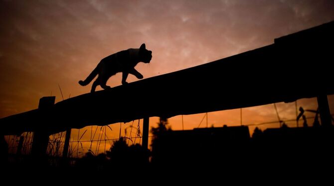 Silhouette einer Katze Silhouette einer Katze