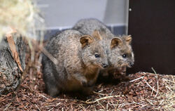 Quokkas, Wilhelma, Terra Australis