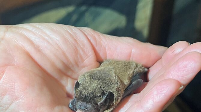 Diese kleine Fledermaus wird wieder aufgepäppelt.  FOTOS: STRAUB