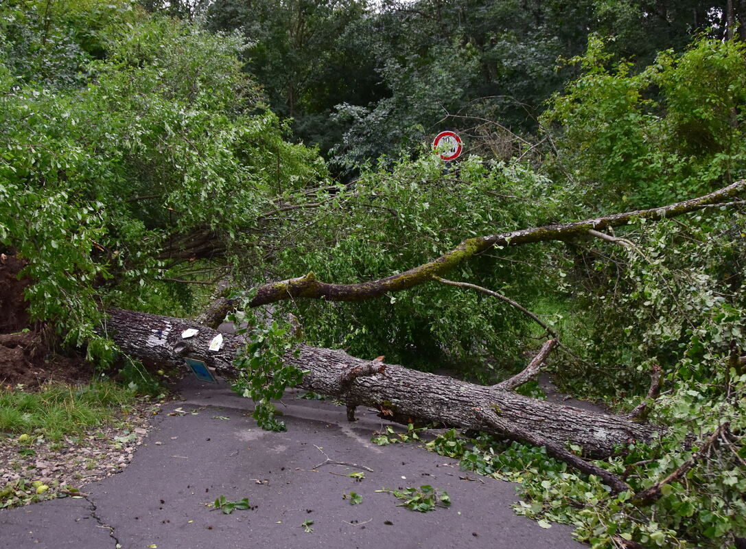 Gesperrte Straßen durch Baumbruch im gesamten Stadtgebiet FOTO MEYER
