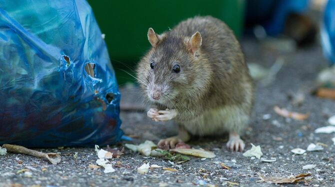 Wenn Müll und Speisereste nicht sachgemäß entsorgt werden, fühlen sich die Tiere pudelwohl.  FOTO: RADLOFF/DPA