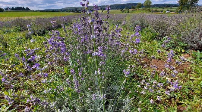 Lavendel Anbau Versuch uni Hohenheim Münsingen Rose Weber Beruhigend: Nicht nur der Duft, sondern auch die Farbe des Lavendels entspannt die Sinne.