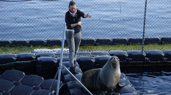 Eine Wissenschaftlerin trainiert am Marine Science Center der Universität Rostock mit einem Seebär. FOTO: ZIMMERMANN Eine Wissenschaftlerin trainiert am Marine Science Center der Universität Rostock mit einem Seebär. FOTO: ZIMMERMANN