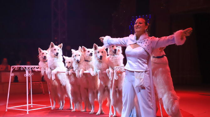 2023-12-24 Weihnachtscircus Reutlingen,Kreuzeiche,Artisten,Spenden-Zirkus Sie sehen aus wie arktische Wölfe: Rafaela Hondens Dressurnummer mit ihren zehn weißen Schäferhunden gehört zu den Höhepunkten d