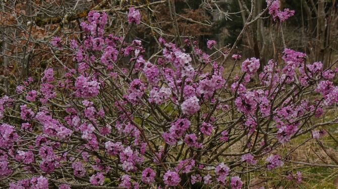 Der Seidelbast gehört mit seinen violett-rosa Blüten zu den ersten Frühlingsboten am Waldrand. Dieses Exemplar ist ungewöhnlich Der Seidelbast gehört mit seinen violett-rosa Blüten zu den ersten Frühlingsboten am Waldrand. Dieses Exemplar ist ungewöhnlich