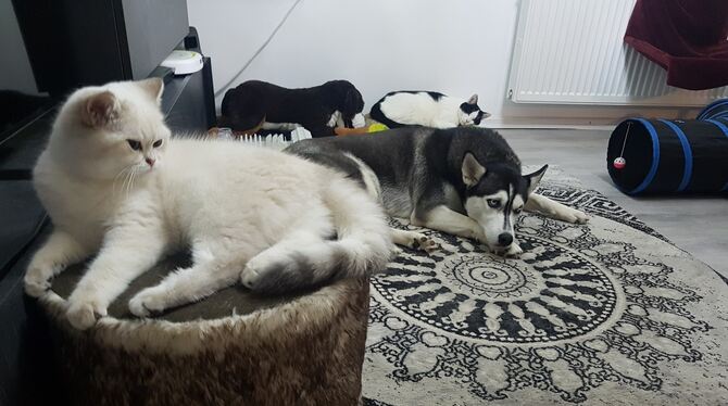Hund und Katze Hund und Katze ganz entspannt. Und wer ist hier der Chef?
