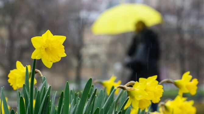 Narzissen im Regen