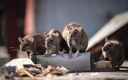 Ratten sind immer auf der schnellen Suche nach Nahrung. Achtlos weggeworfene Essensreste sind ein willkommener Snack für sie. In