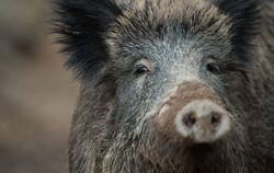 Wildschwein
