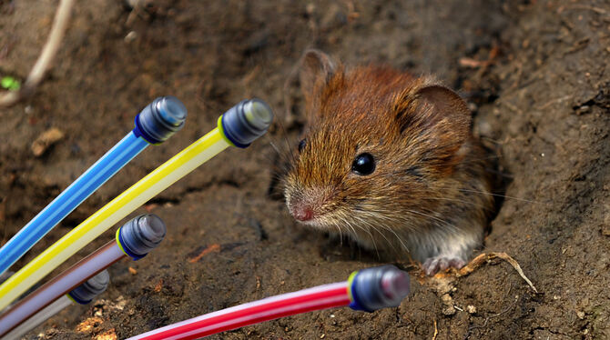 Tiere, Maus, Kabel, Telefon, Reutlingen, Sondelfingen Kleiner Nager, große Wirkung. Eine Maus soll Glasfaserkabel in Sondelfingen angeknabbert und so für Internet- und Telefonausfall