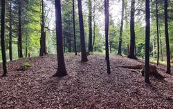 Die auffällige Erhebung mitten im Wald spricht Bände. In der Nähe des Gestütshofs St. Johann gibt es mehrere Grabhügel aus kelti