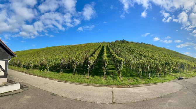 Metzinger Weinberge Weinlese Die Metzinger Weinberge bieten Besuchern ein wunderschönes Panorama.