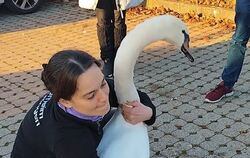 Sabine Meier vom Tierheim Reutlingen hatte keine Probleme, den Schwan auf dem Discounter-Parkplatz einzufangen.