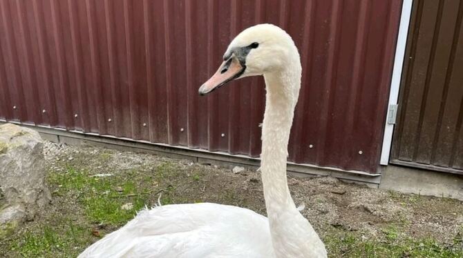 Dieser Schwan liebt offensichtlich Supermarktparkplätze. Zum zweiten Mal musste er vom Reutlinger Tierschutz eingefangen werden.