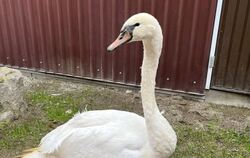 Dieser Schwan liebt offensichtlich Supermarktparkplätze. Zum zweiten Mal musste er vom Reutlinger Tierschutz eingefangen werden.