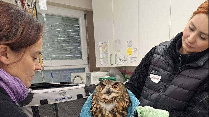 Sabine Mayer (links) und Christina Wahl untersuchen den verletzten Uhu im Tierheim Reutlingen. Das Bein des Greifvogels ist inzw