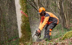 Der Wald ist der Stadt Bad Urach teuer.