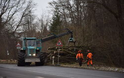 Die Baumfällarbeiten am Südring  gehörten zu einer  ganzen Reihe an Maßnahmen zur Verkehrsicherheit, die im Kirchentellinsfurter