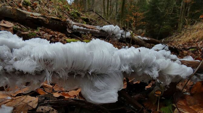 Nichts als Eis: Wenn im Wald viele Faktoren zusammenkommen, bildet die Natur auf verrottenden Ästen solche Kunstwerke. FOTOS: K Nichts als Eis: Wenn im Wald viele Faktoren zusammenkommen, bildet die Natur auf verrottenden Ästen solche Kunstwerke. FOTOS: K