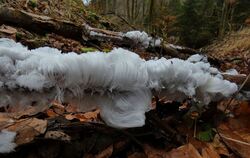 Nichts als Eis: Wenn im Wald viele Faktoren zusammenkommen, bildet die Natur auf verrottenden Ästen solche Kunstwerke.  FOTOS: K