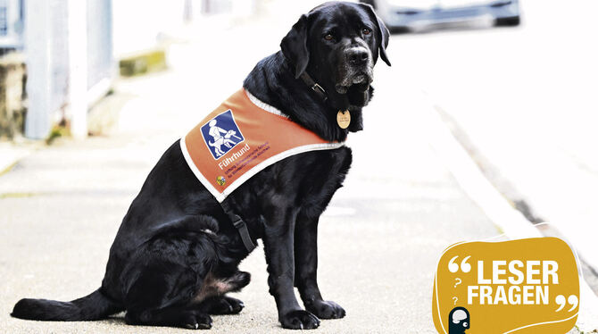 Blindenhund Eloy wurde schon mal der Zutritt zu einer Reutlinger Bäckerei verweigert.