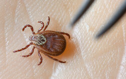 Zecken sind nach milden Wintern früher aktiv. Sich gegen die Parasiten zu schützen, ist wichtig. 