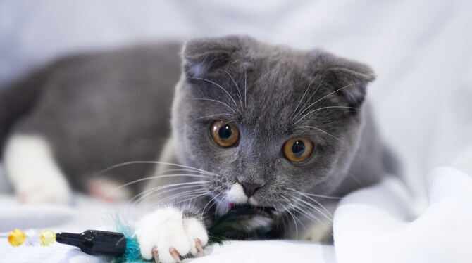 Tierschutz, Psychologie, Haustiere, Katzen, lbn, brb Die Knickohren der Scottish Fold Katze sehen zwar herzlich aus, führen aber zu Knorpelschäden.