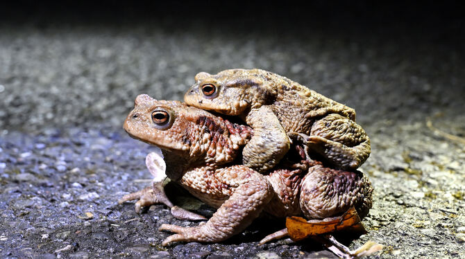 Kröstenwanderung BUND Männchen auf Weibchen: Dieses Krötenpaar ist bereit, den Weg an den See anzutreten.