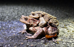 Männchen auf Weibchen: Dieses Krötenpaar ist bereit, den Weg an den See anzutreten. 