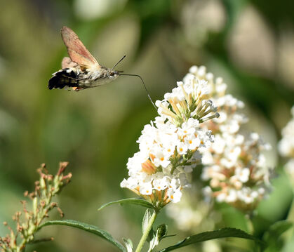 Das Taubenschwänzchen, ein Schmetterling, kommt eigentlich aus dem Mittelmeerraum, ist aber zunehmend auch in unserer Region zu 