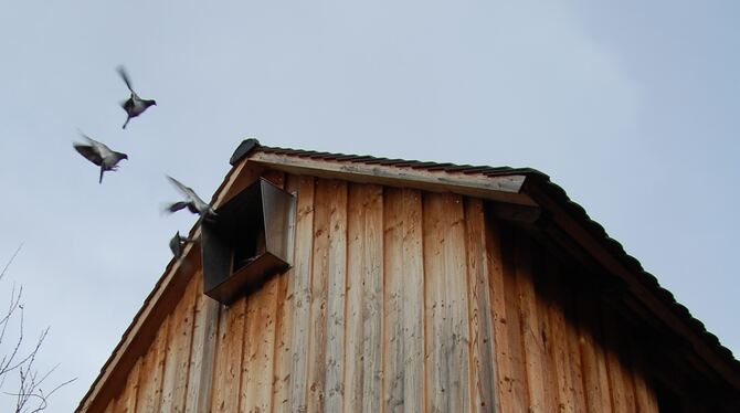 Vor 20 Jahren wurde das Taubenhaus am Metzinger Bahnhof schon mal in Betrieb genommen, in Kürze wird es erneut eröffnet.