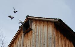 Vor 20 Jahren wurde das Taubenhaus am Metzinger Bahnhof schon mal in Betrieb genommen, in Kürze wird es erneut eröffnet.