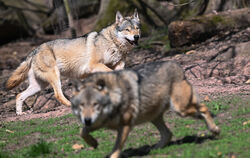 Das EU-Parlament hat den Weg für mehr Wolf-Abschüsse frei gemacht.