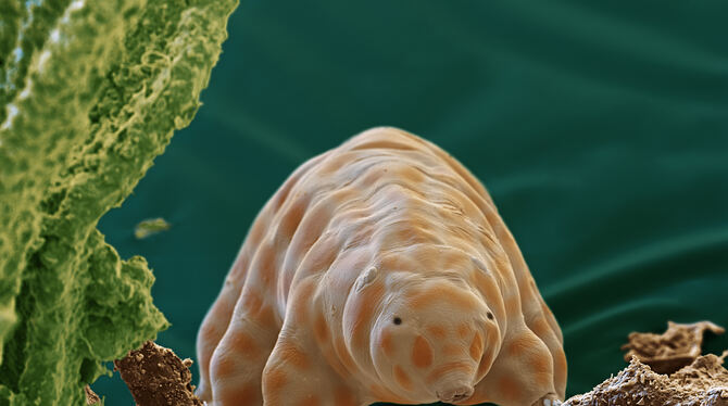 Ramazottius kretschmanni,Tardigrade,Water bear,Black Forest National Park,cryptobiosis,survivor,Nationalpark Nordschwarzwald,Bär Bärtierchen der Art Ramazzottius Kretschmanni wurden im Nationalpark Schwarzwald erstmals im Jahr 2022 entdeckt und beschrieben.