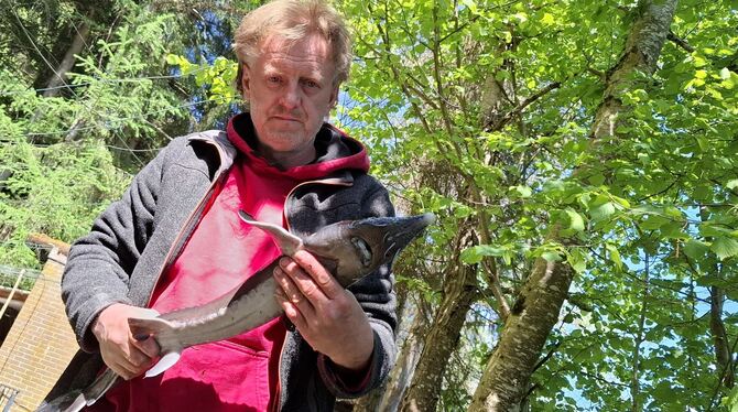 Fischzucht Stör Torsten Stramke Hausen an der Lauchert In Torsten Stramkes Teichen tummeln sich nicht nur Forellen, sondern auch urtümliche Fische wie der Stör.