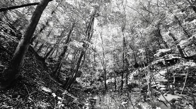 Wald Raemtshalde Im Wäldchen hinter den Häusern in der Schillerstraße, heute Rametshalde, geschah 1945 ein Mord.