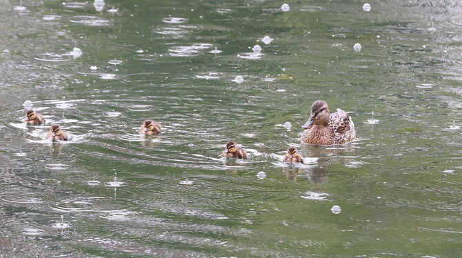 2025-05-21 Klostersee,Entenküken,Graureiher,Enten,Erpel Wie eine kleine Klostersee-Armada: Zum Zeitpunkt der Aufnahme waren es noch fünf Entenküken.