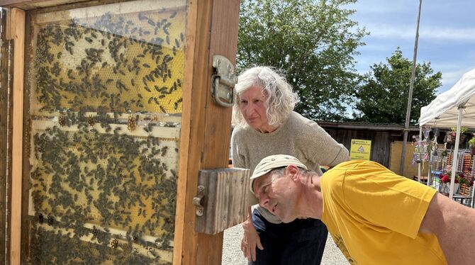 Veranstaltung Imker Stefan Hägele zeigte an einem Schaukasten das emsige Leben der Bienen.
