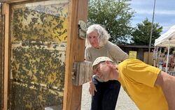 Imker Stefan Hägele zeigte an einem Schaukasten das emsige Leben der Bienen.
