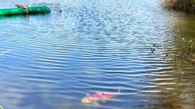 Mindestens ein recht stattlicher Koi-Karpfen schwimmt im Markwasensee bei Reutlingen.