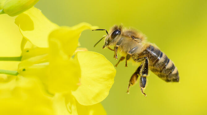 Wer einen naturnahen Garten in Metzingen, Neuhausen oder Glems bewirtschaftet, kann sich auf der Homepage bewerben. FOTO: STRATE